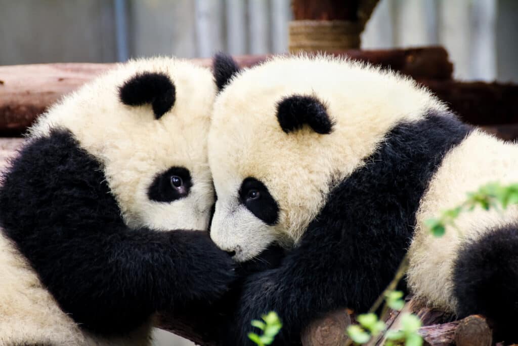 Deux pandas géants câlins