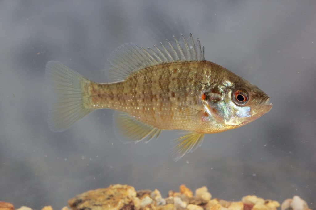 Pumpkinseed are small, freshwater fish found in New Brunswick, Canada