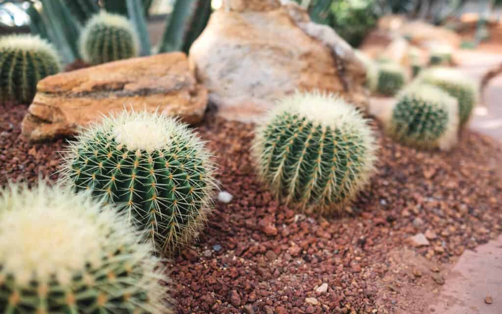 A row of Golden Barrel Cactus