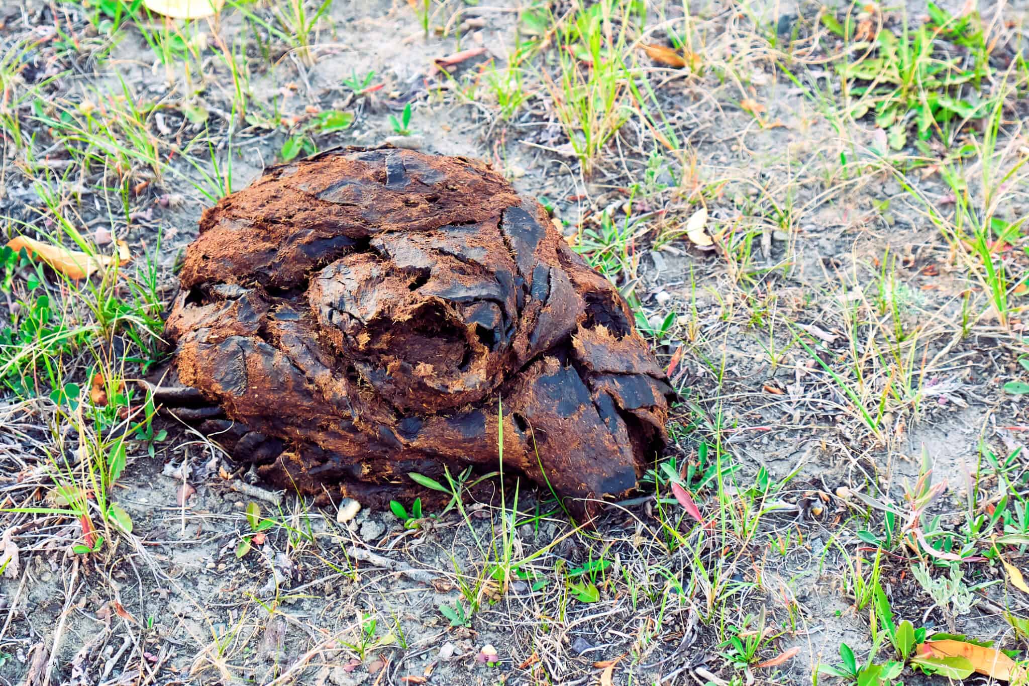 Bison Poop Everything You've Ever Wanted to Know AZ Animals