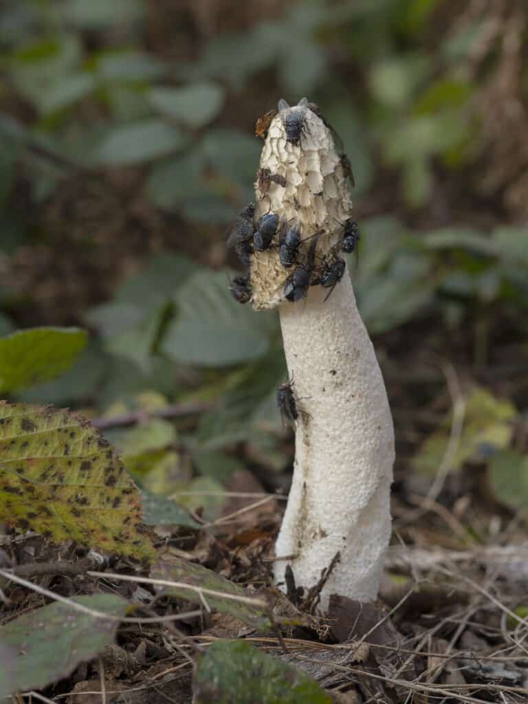 Stinkhorn Mushroom covered in flies.