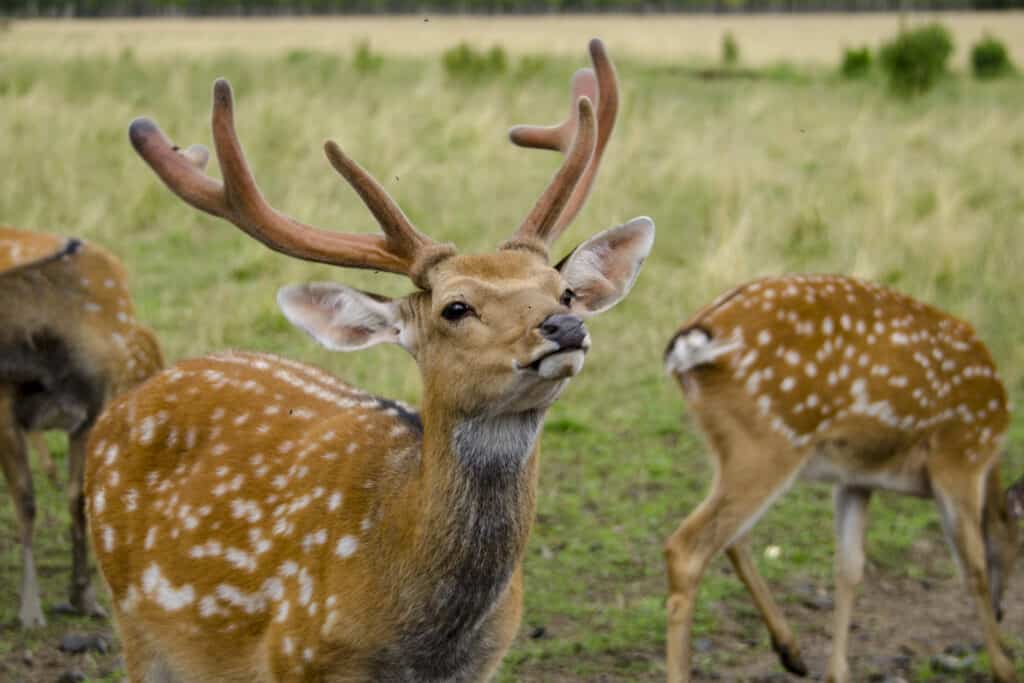 Sika Deer