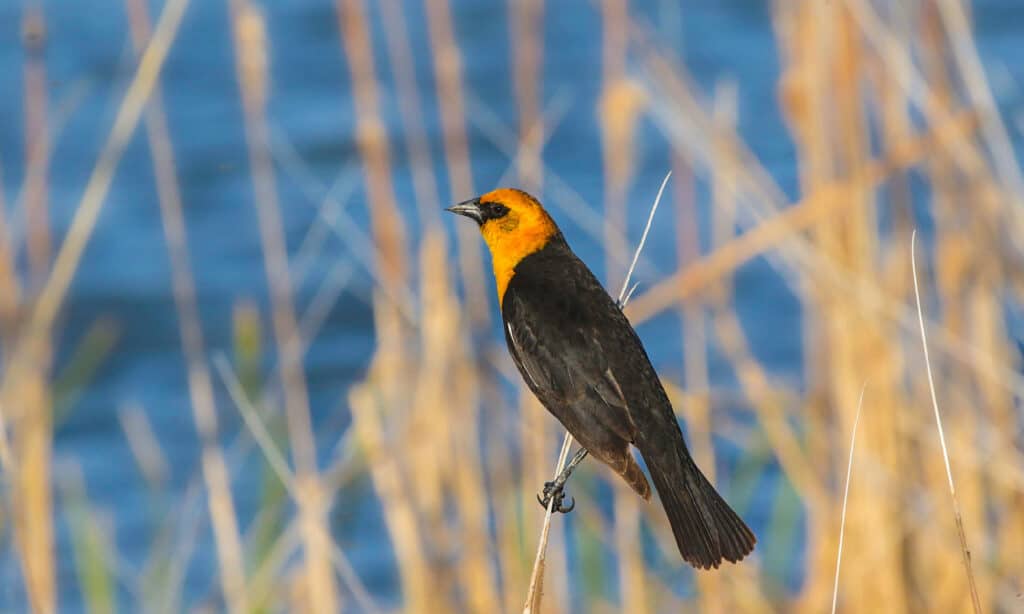 Yellow-headed Blackbird