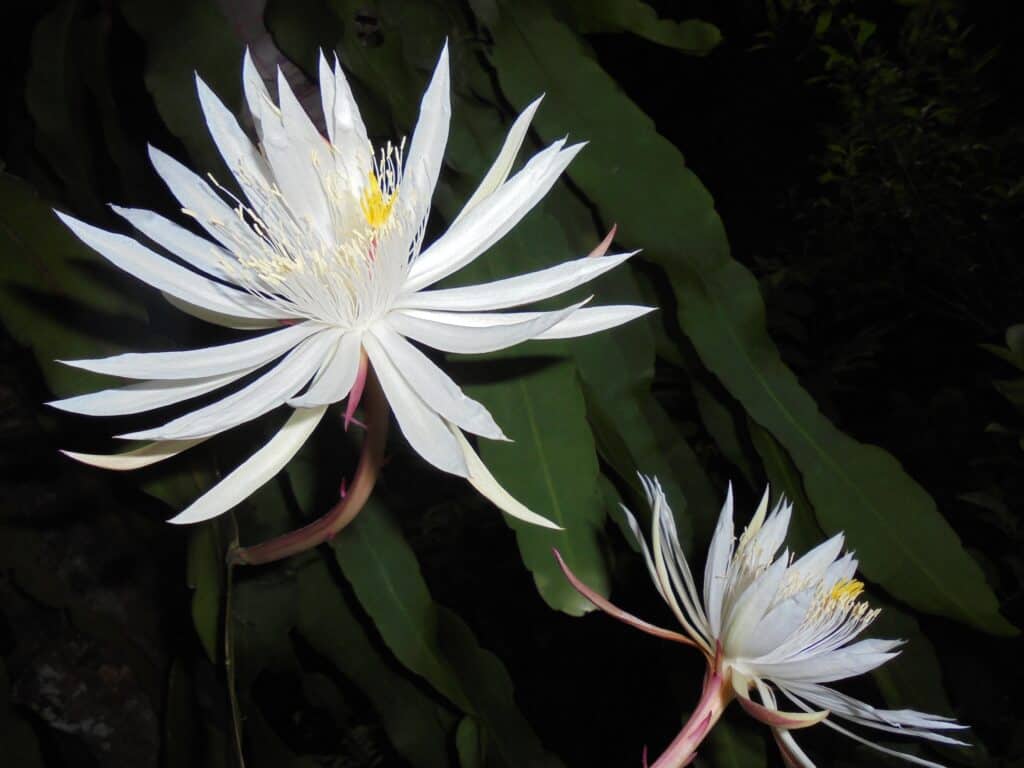 Flowering Epiphyllum oxypetalum or Queen of the Night Cactus