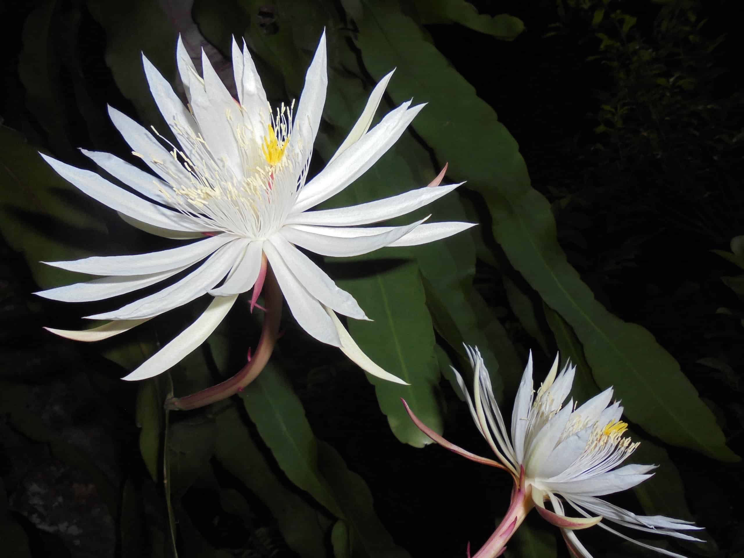 Night blooming cactus flower only blooms at night, once a year