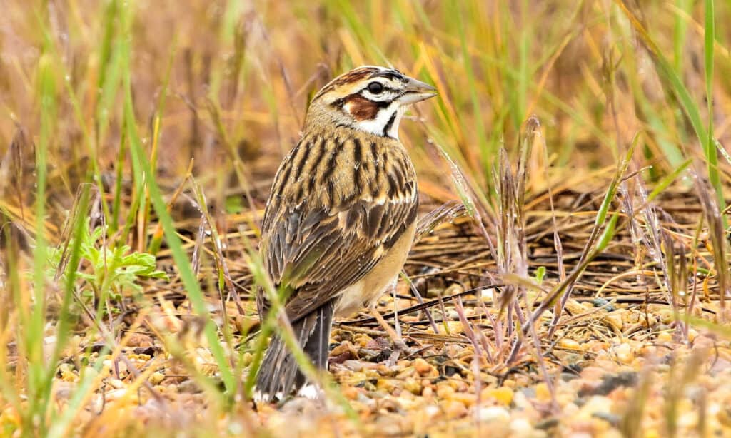 Lark Sparrow (chondestes grammacus) 