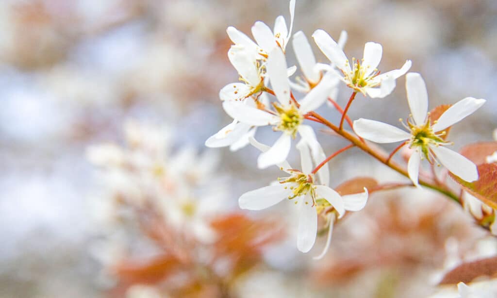 Amelanchier Robin Hill