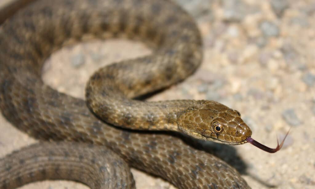 Dice snake (Natrix tessellata)