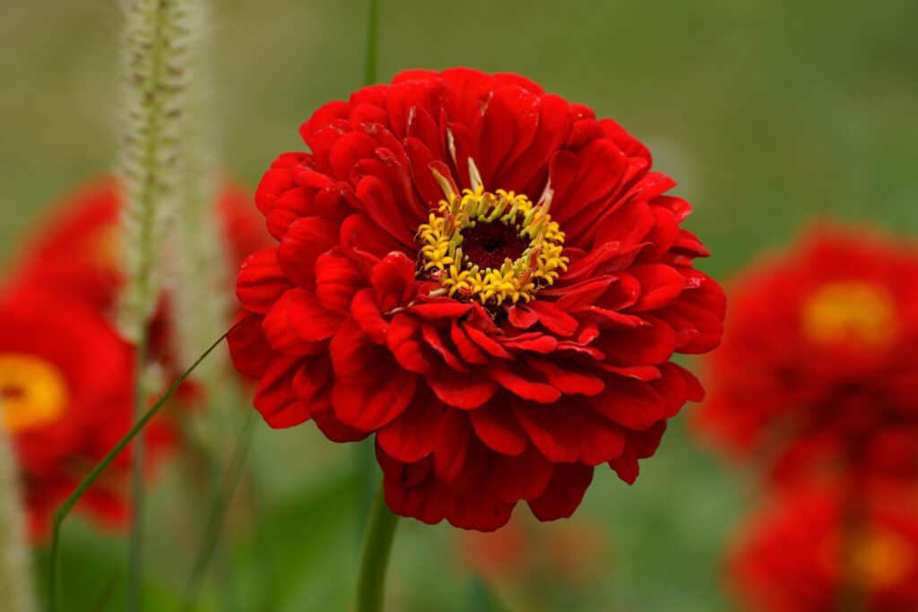 Large red zinnia flower in a garden