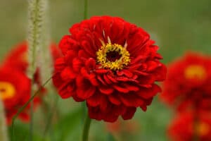 10 Red Annual Flowers: Vibrant Showstoppers Picture
