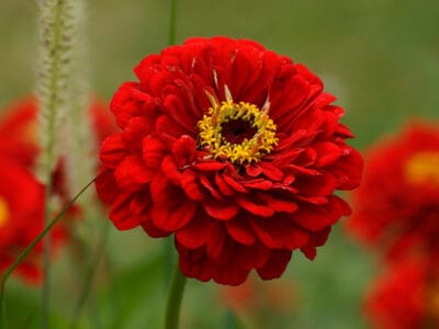 A 10 Red Annual Flowers: Vibrant Showstoppers