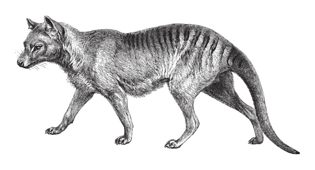 Tasmanian wolf (Thylacinus cynocephalus) - vintage engraved illustration