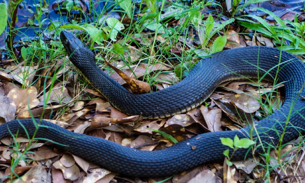 black swamp snake