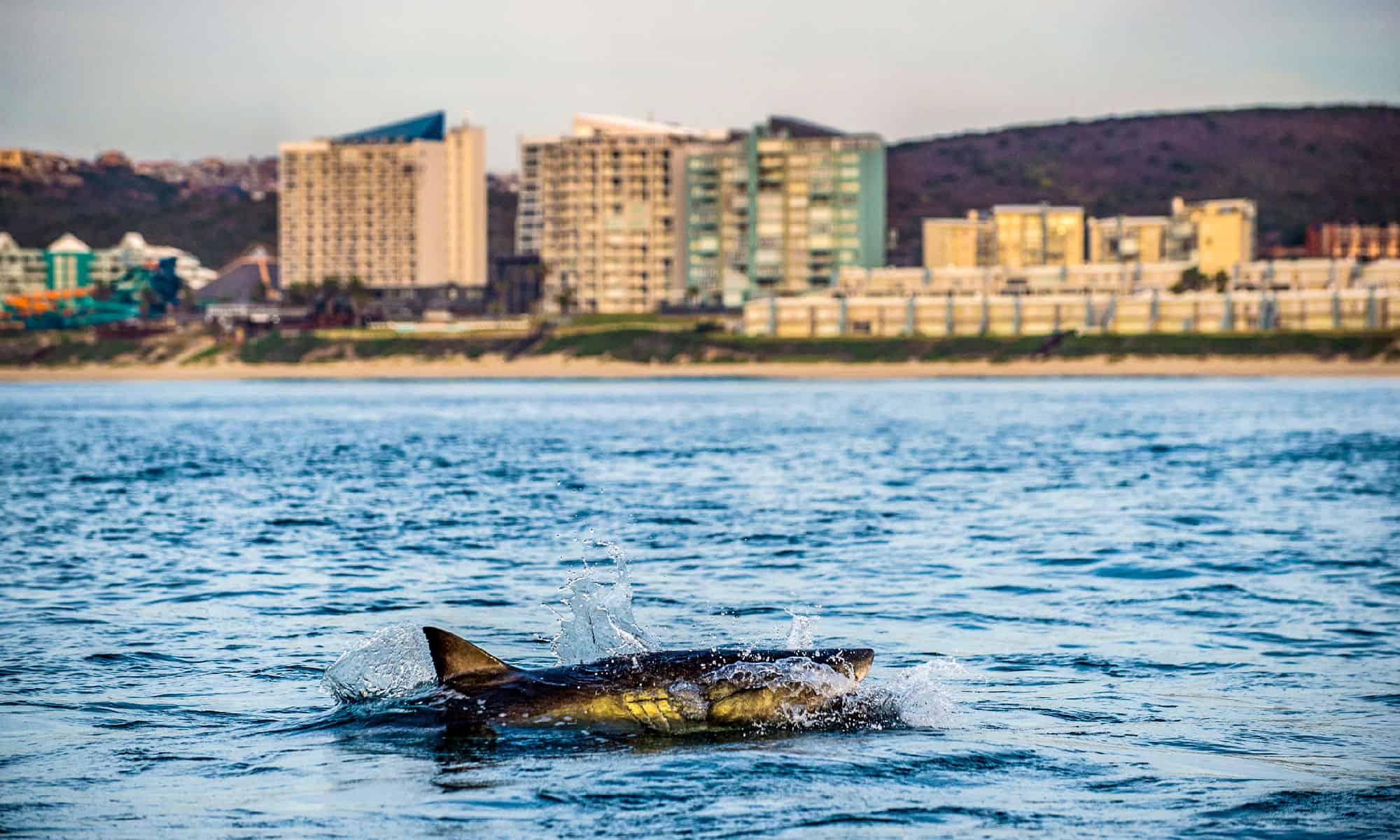 Where are the Most Shark Attacks in the World? - A-Z Animals