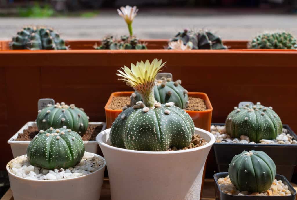 Group of Astrophytum asterias cactus, or star cactus, in various pots