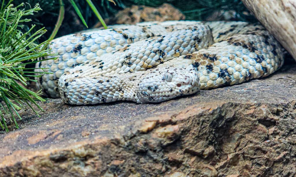 rock rattlesnake