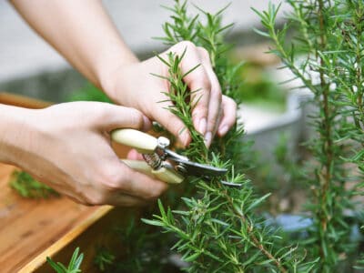 A Rosemary vs. Lavender: The Key Differences