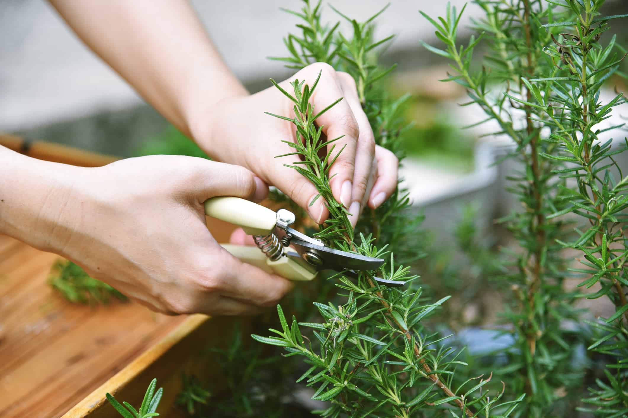 Rosemary - growing, care and harvesting rosemary