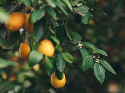 A The 10 Best Fruit Trees That Grow In Florida