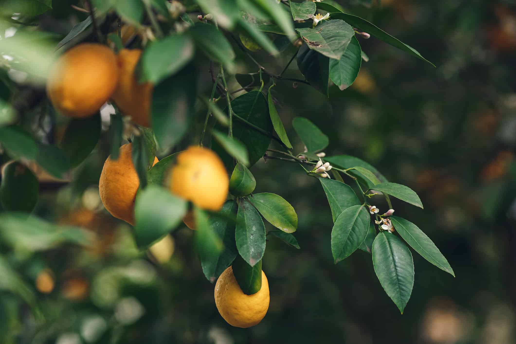 ripe yellow-orange Meyer lemons on a lemon tree with deep green leaves.