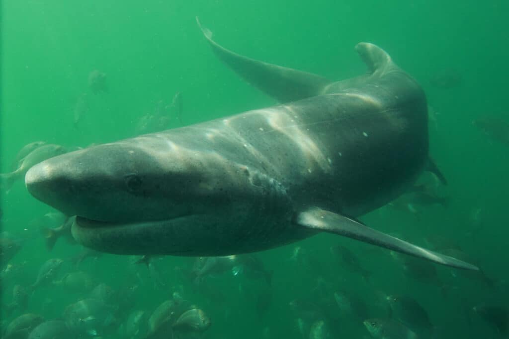 Sevengill shark swimming in the ocean.
