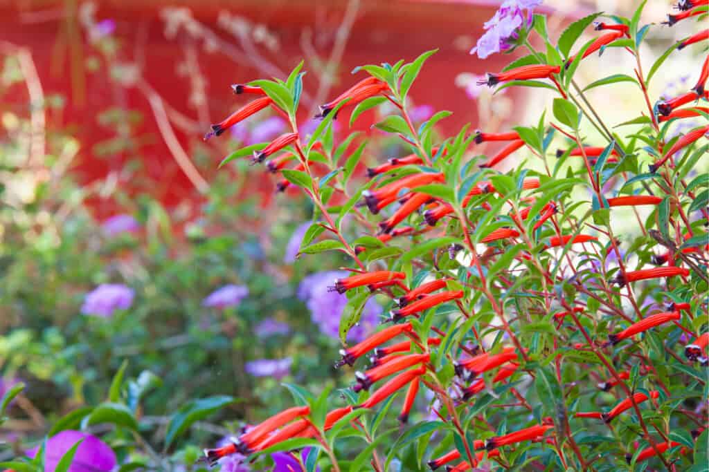 Red flowers of Cuphea ignea, cigar flower, firecracker plant, or Mexican cigar plant..