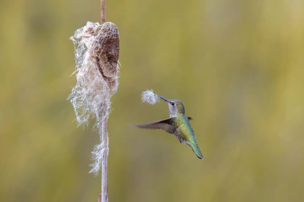 Anna's Hummingbird nesting