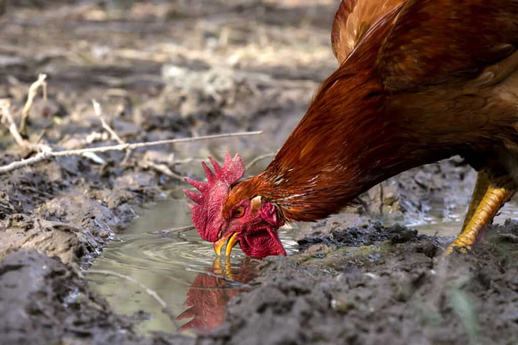 The rufous rooster drinks water from a puddle close-up