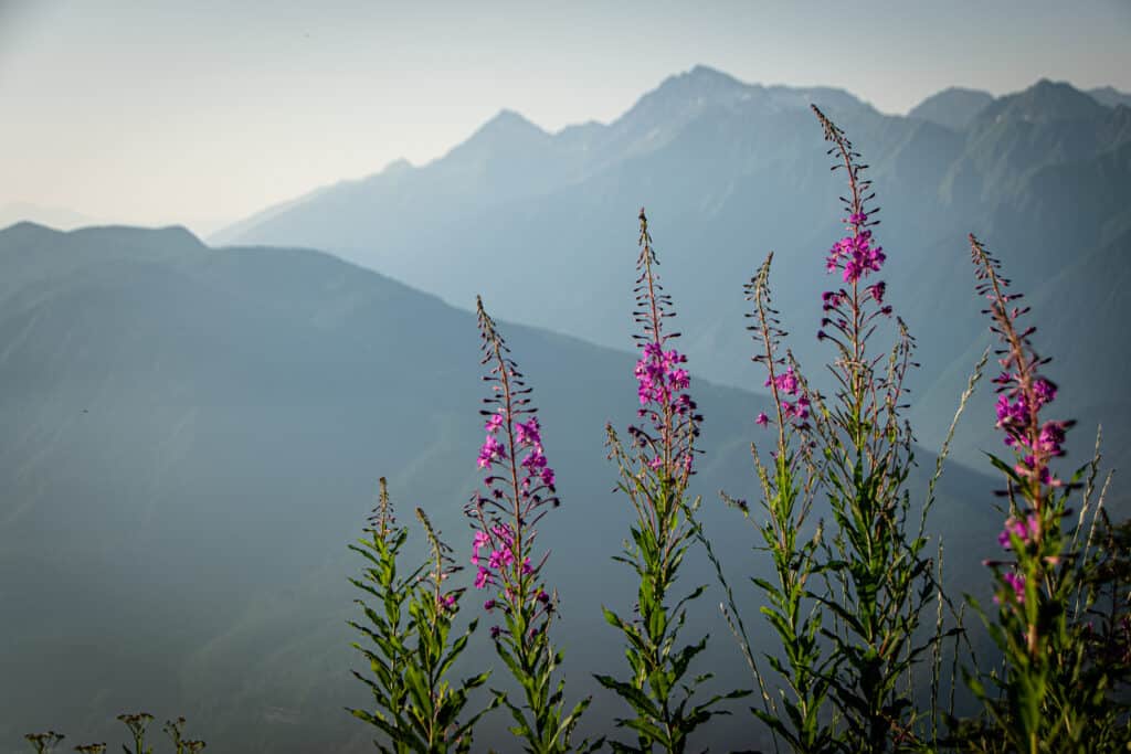 best perennial flowers