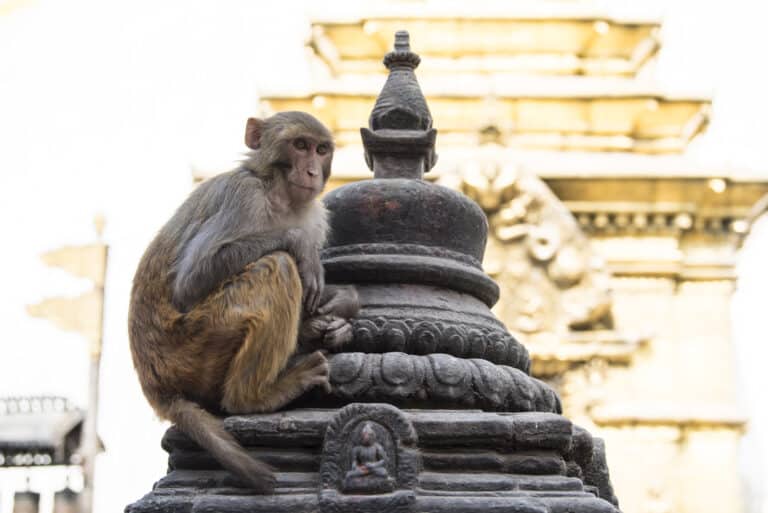 Rhesus Macaque monkey sitting on temple stupa.