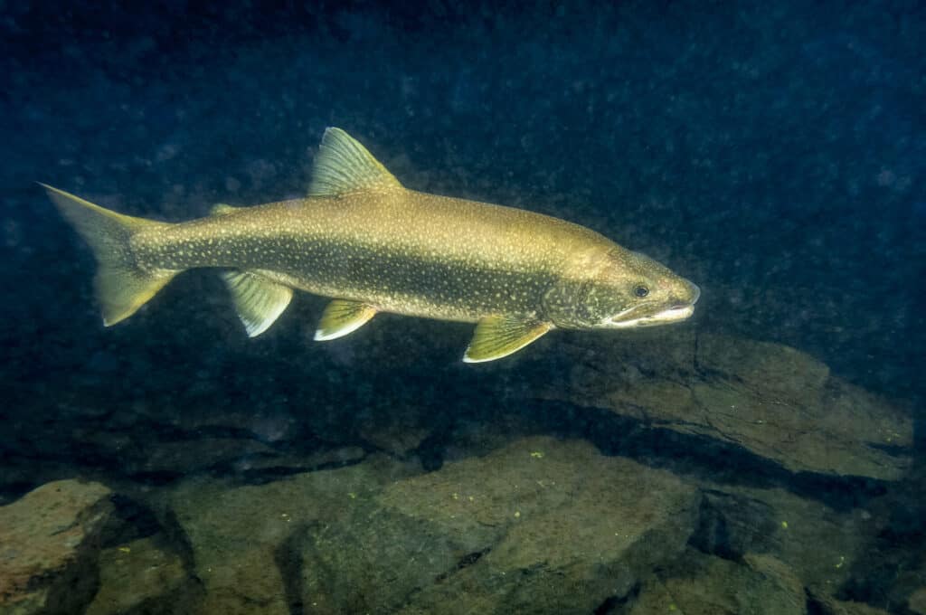 Lake trout swimming underwater