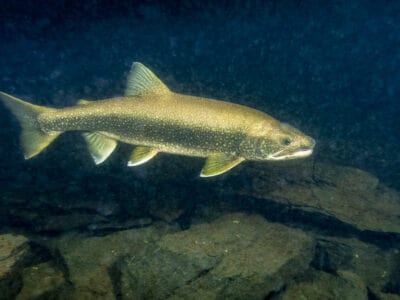 A Lake Trout