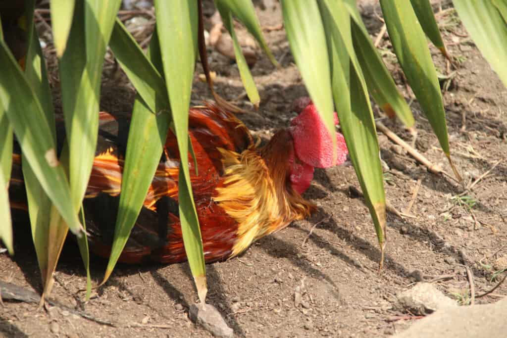 how hot is too hot for chickens