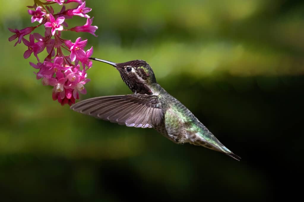 Anna's hummingbird