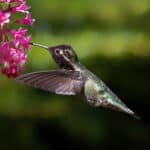 Anna's Hummingbird