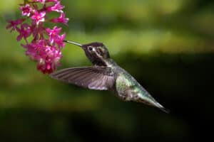 8 Places in the U.S. Where You Can See Hummingbirds All Year Long Picture