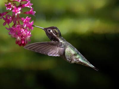 A Anna’s Hummingbird