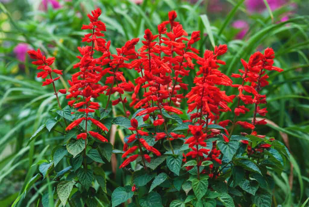 Scarlet sage salvia plant blooming in a garden.