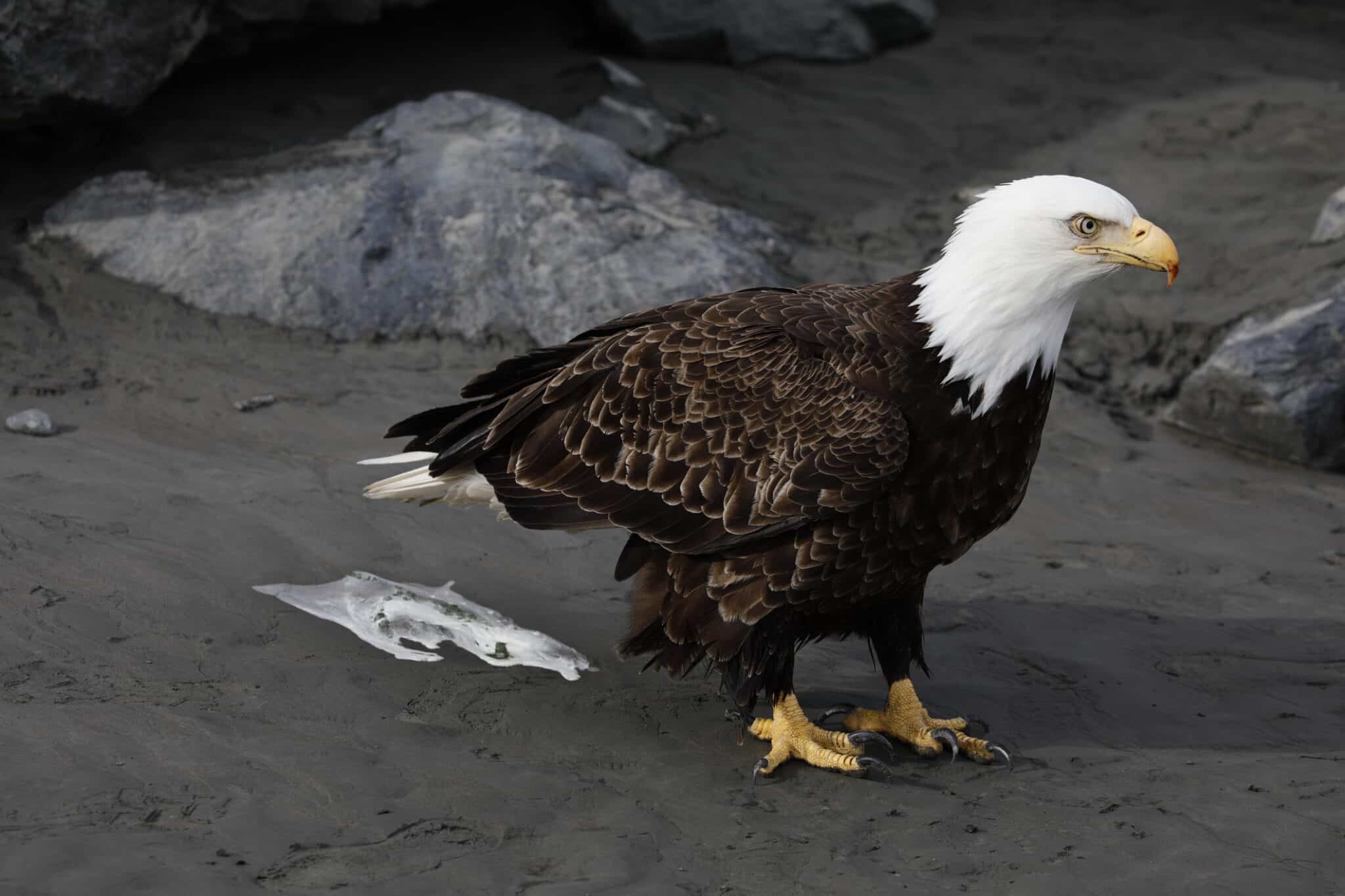 Eagle Poop: Everything You’ve Ever Wanted to Know