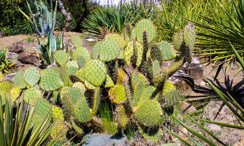 types of cactus plants with flowers