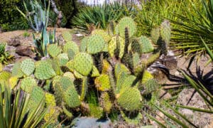 Euphorbia vs. Cactus Picture