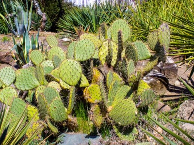 A Euphorbia vs. Cactus