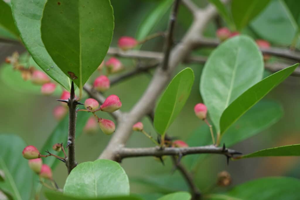 the Chickasaw plum 