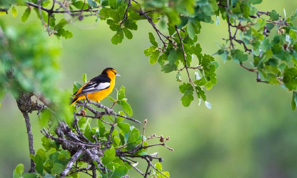 Bullock's Oriole