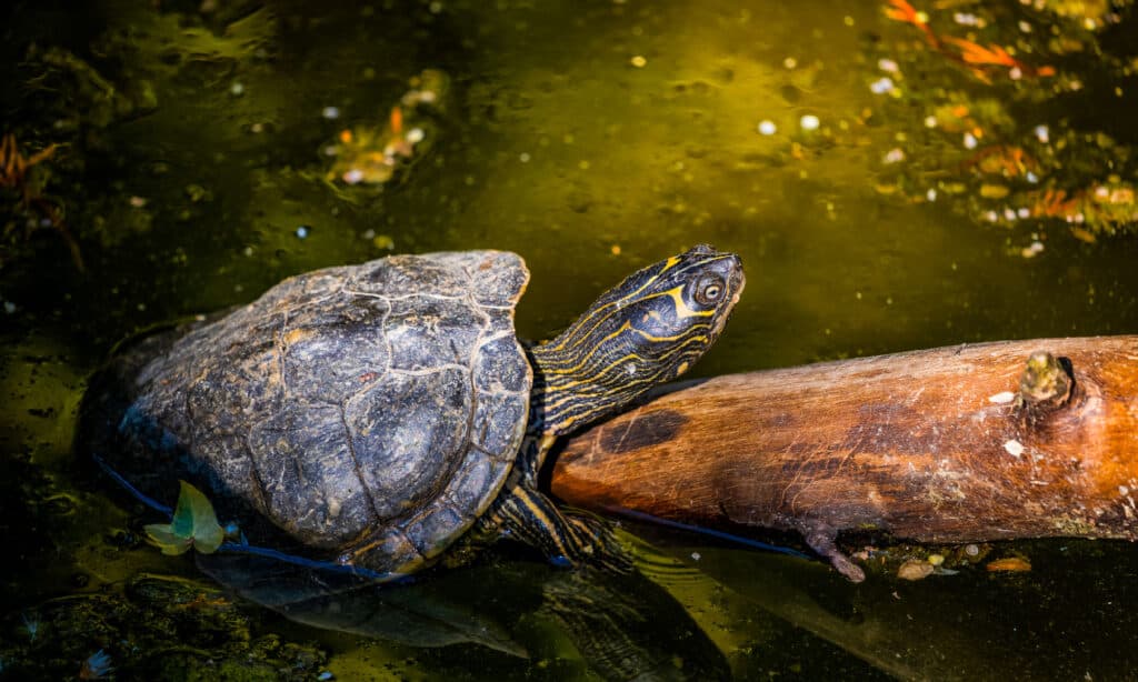 Mississippi Map Turtle