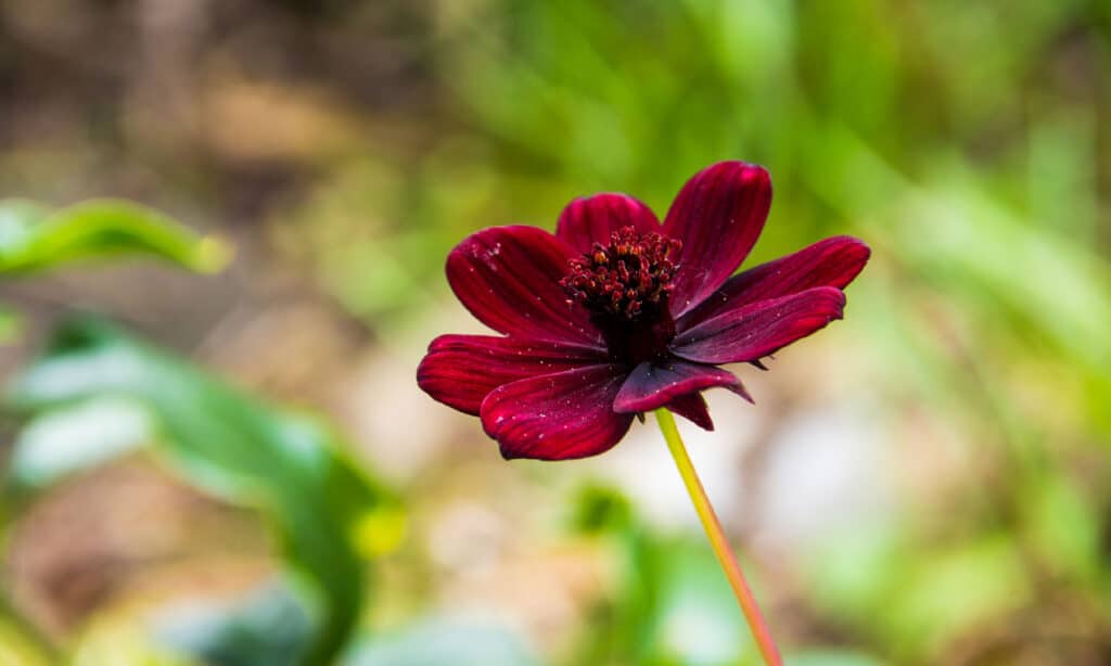 Chocolate Cosmos