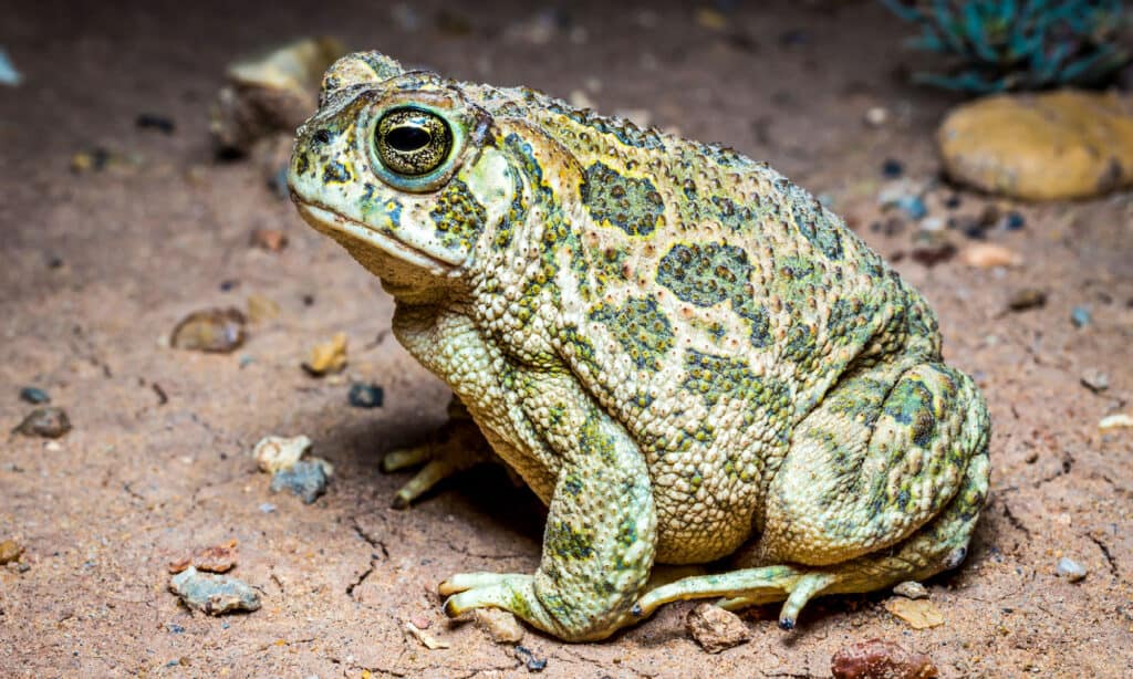 toad froglets