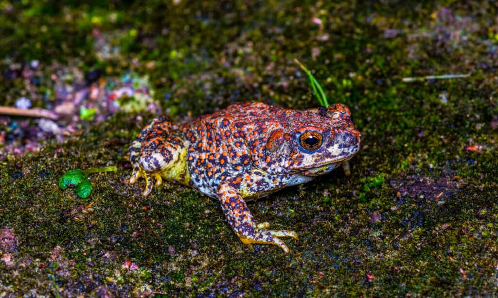Red-Spotted Toad