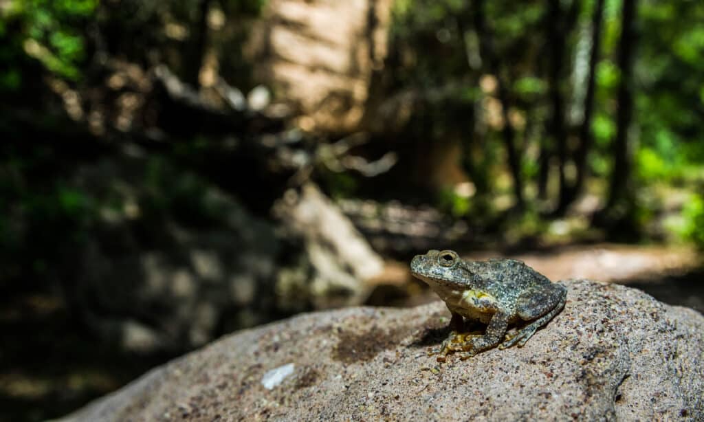 Canyon Tree Frog