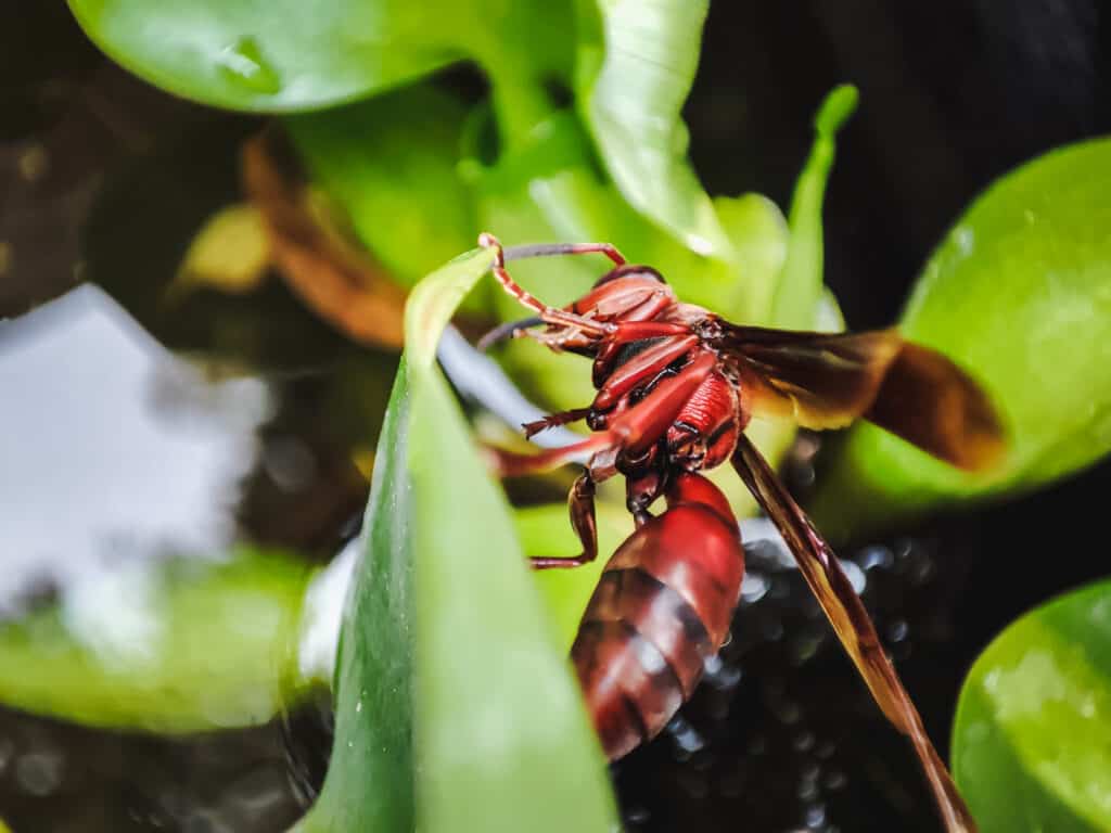 Red Wasps in Texas: Identification & Where They're Found - A-Z Animals